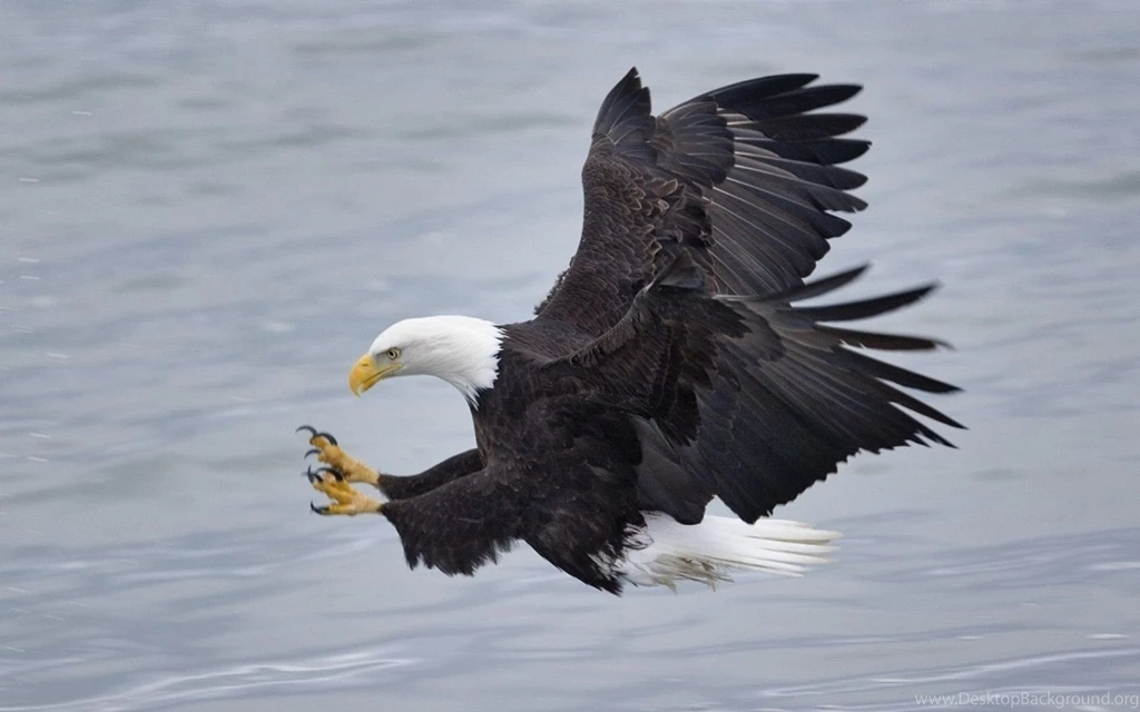 Bald Eagle Computer Wallpapers, Desktop Backgrounds