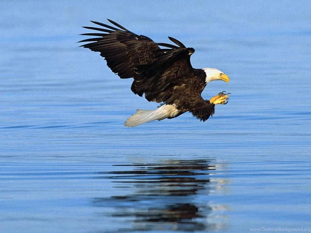 Facts About Bald Eagles