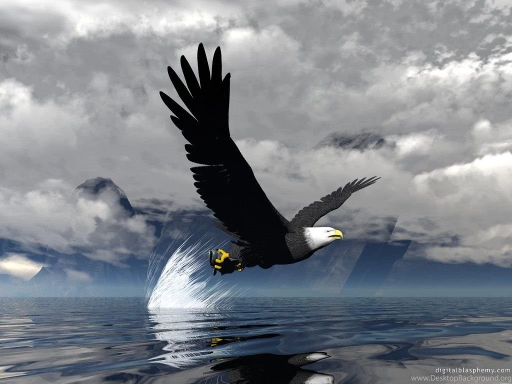 6 Wallpapers Bald Eagle Top Images Hd Wallpapers Full Beautiful ...