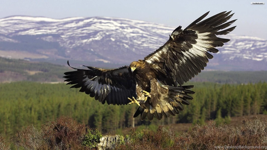 YouWall Golden Eagle Wallpapers Wallpaper,wallpapers,free ...