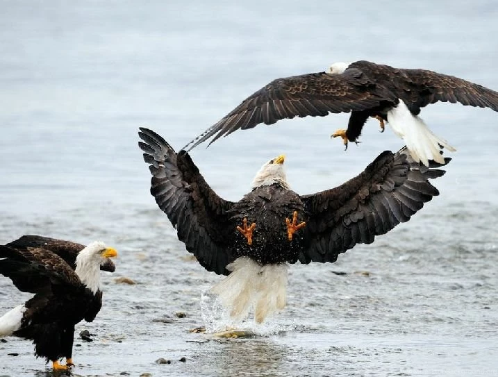 Free Eagle Wallpapers