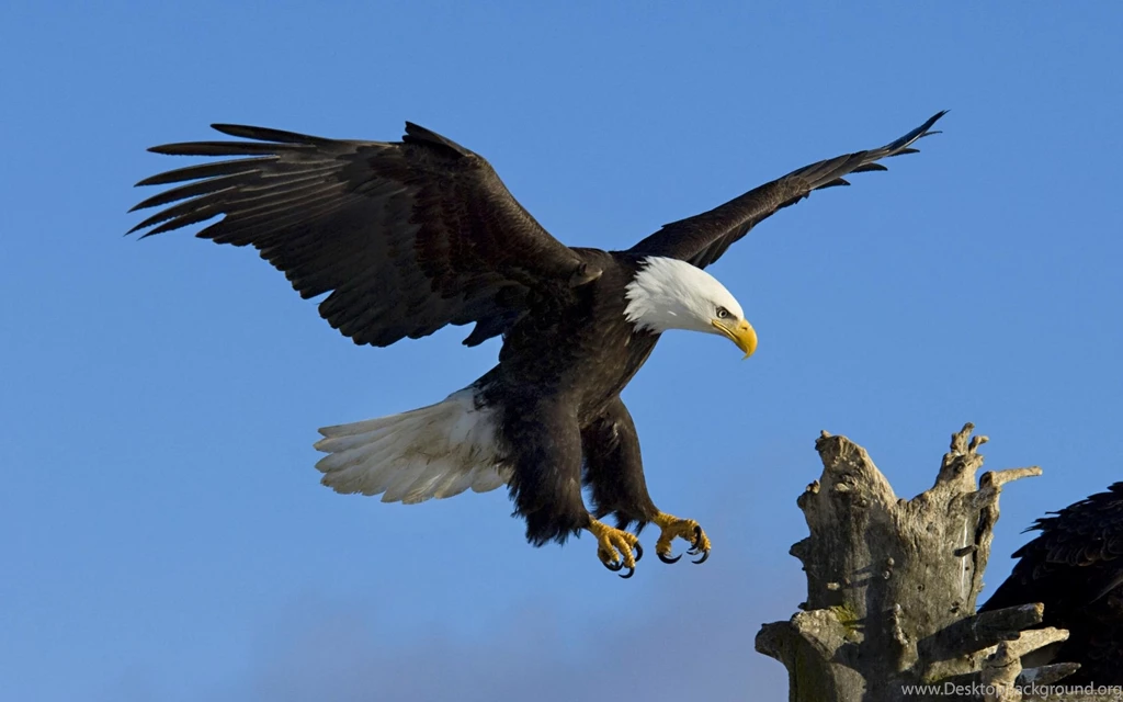 Eagle Wallpapers Free Download