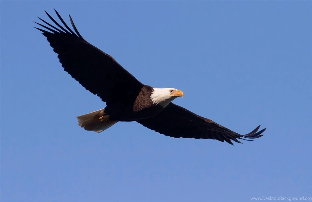 High Definition Eagle Wallpapers For Free Download