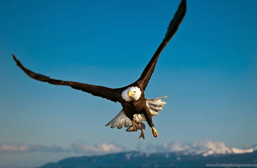 Eagle Wallpapers Free Download Archives Free Wallpapers In