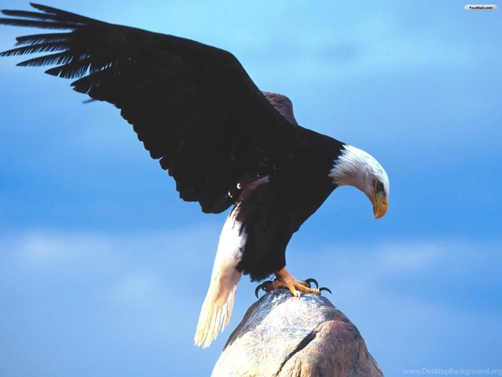 YouWall Great Eagle Wallpapers Wallpaper,wallpapers,free ...