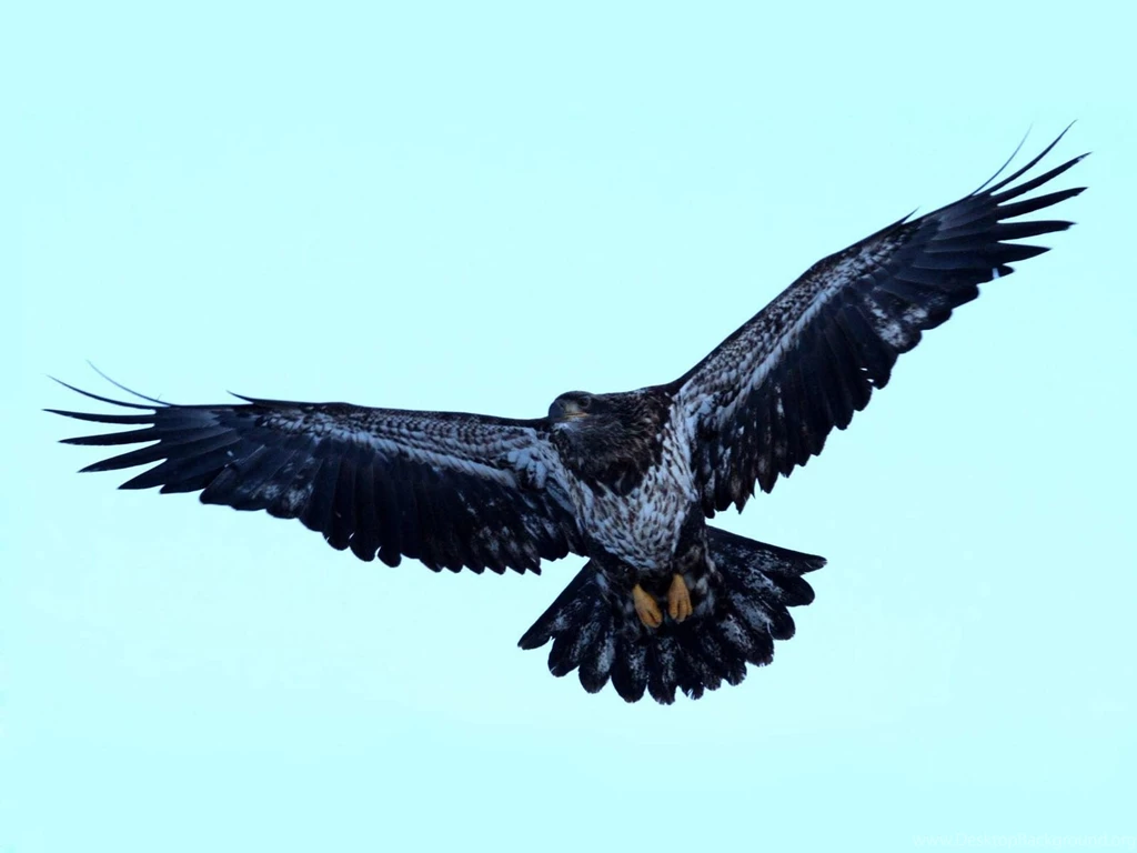 Wallpapers: Juvenile Bald Eagle Wallpapers