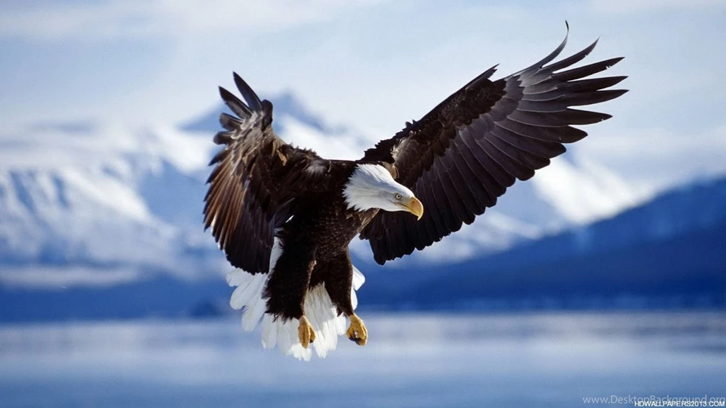 Eagle Pictures Free Wallpapers HD Base