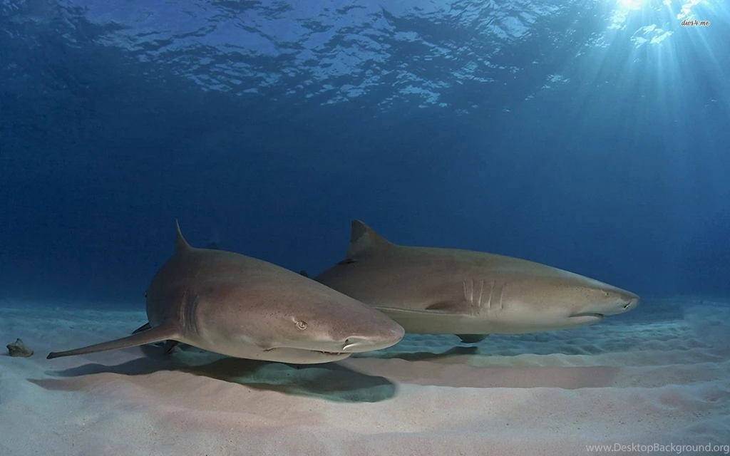 Sharks Wallpapers Animal Wallpapers