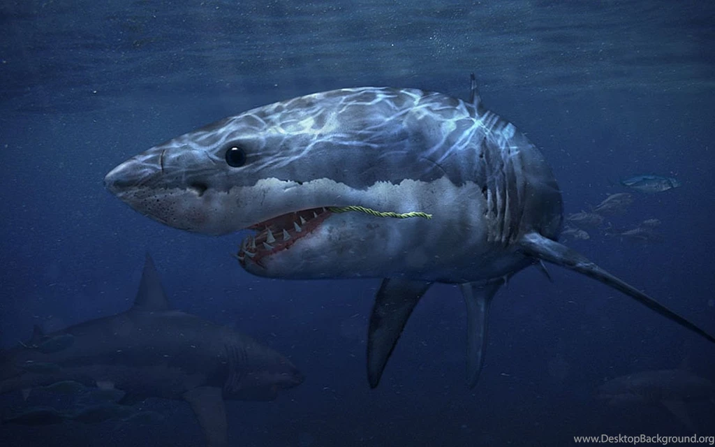 Shark Computer Wallpapers, Desktop Backgrounds
