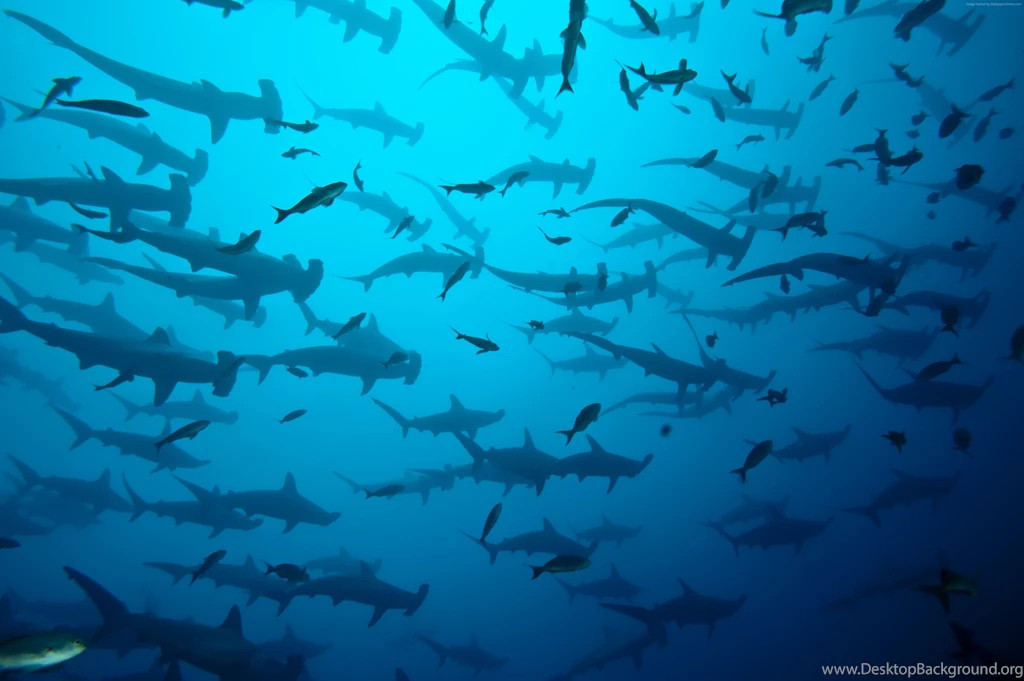 Scalloped Hammerhead Sharks Wallpaper, OS / Android: Scalloped ...