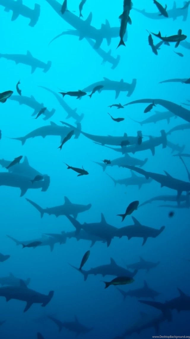Scalloped Hammerhead Sharks Wallpaper, OS / Android: Scalloped ...