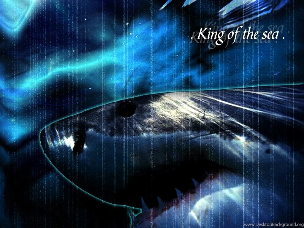 Shark ♥ ~ Sharks Wallpapers (10311322) Fanpop