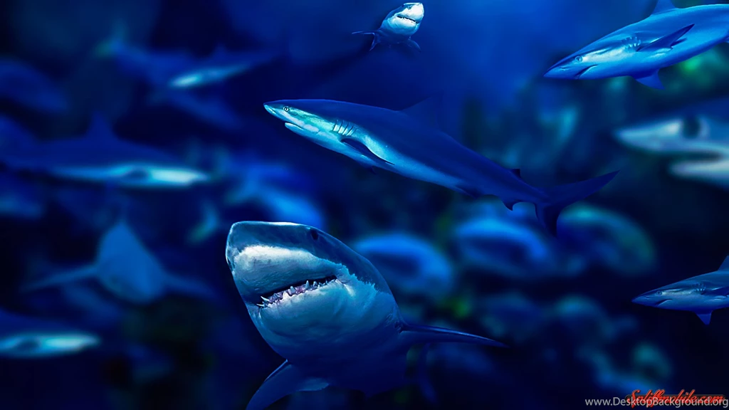 HD Sharks Wallpapers