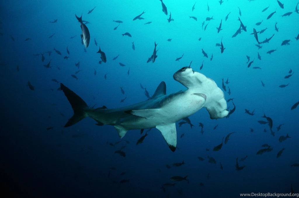 Baby Hammerhead Sharks Wallpaper.