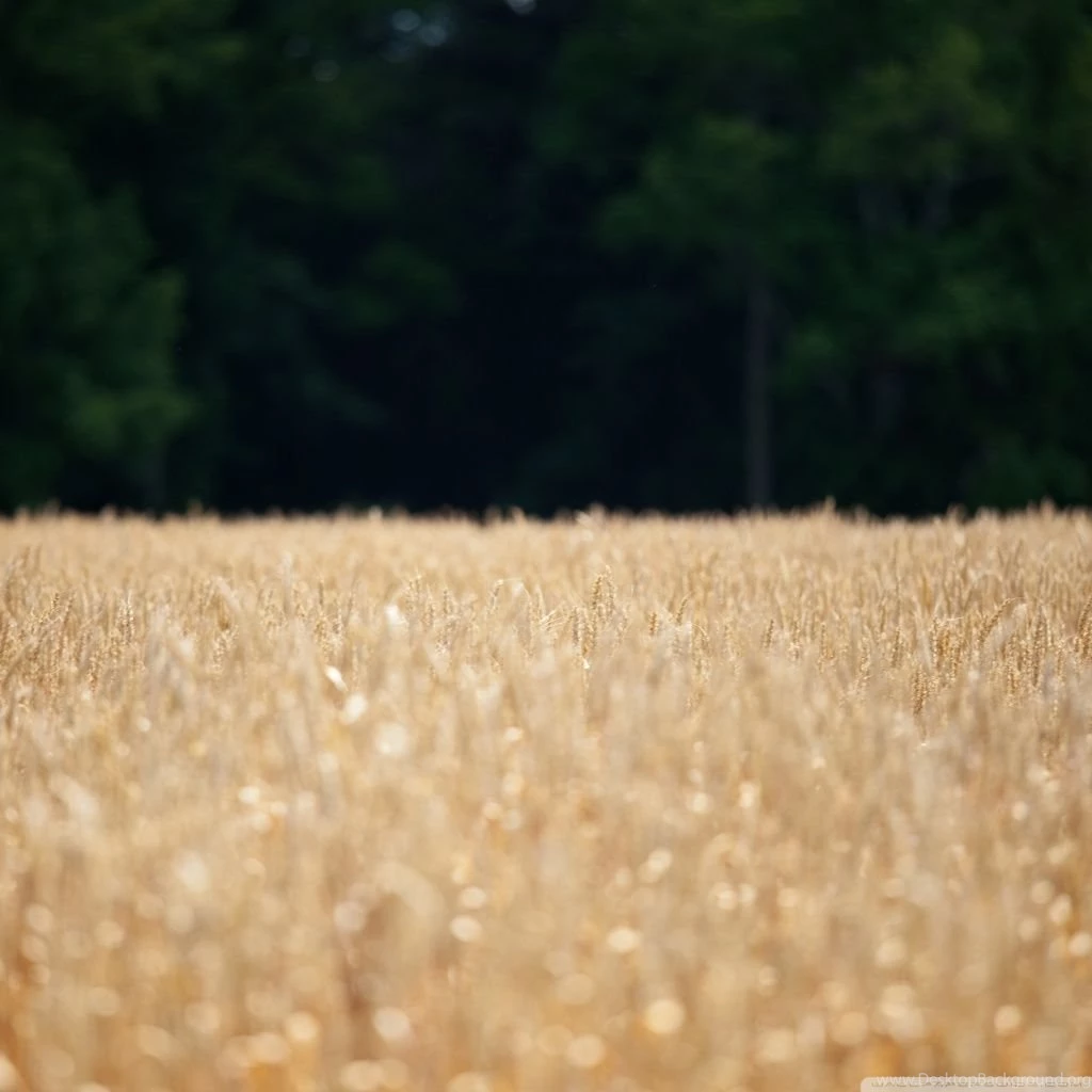 Wheat Field Location Scouting HD Desktop Wallpapers : Widescreen ...