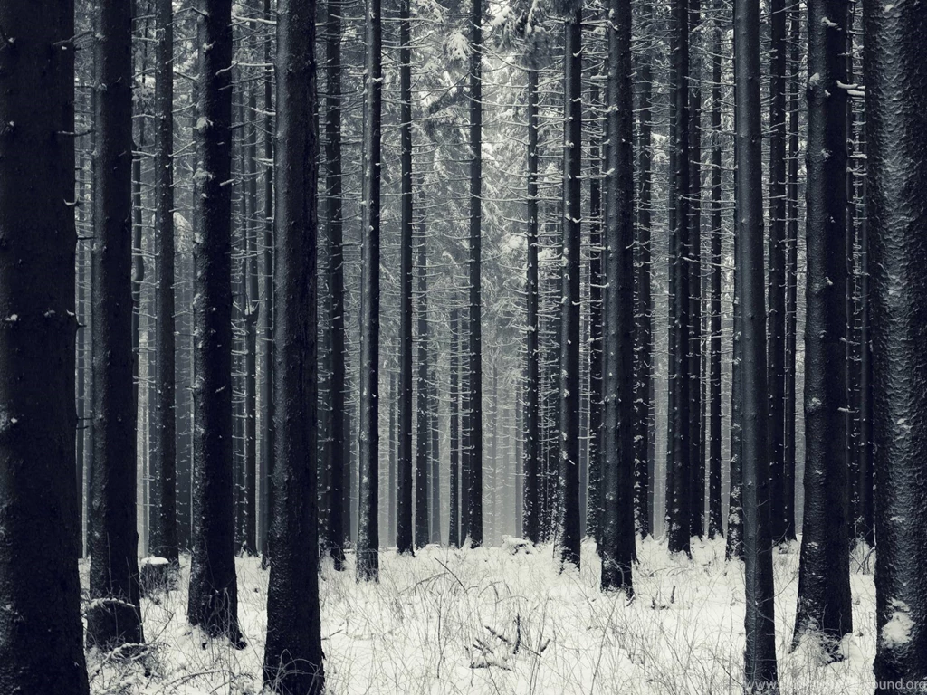 Into The Forest Winter Wallpapers