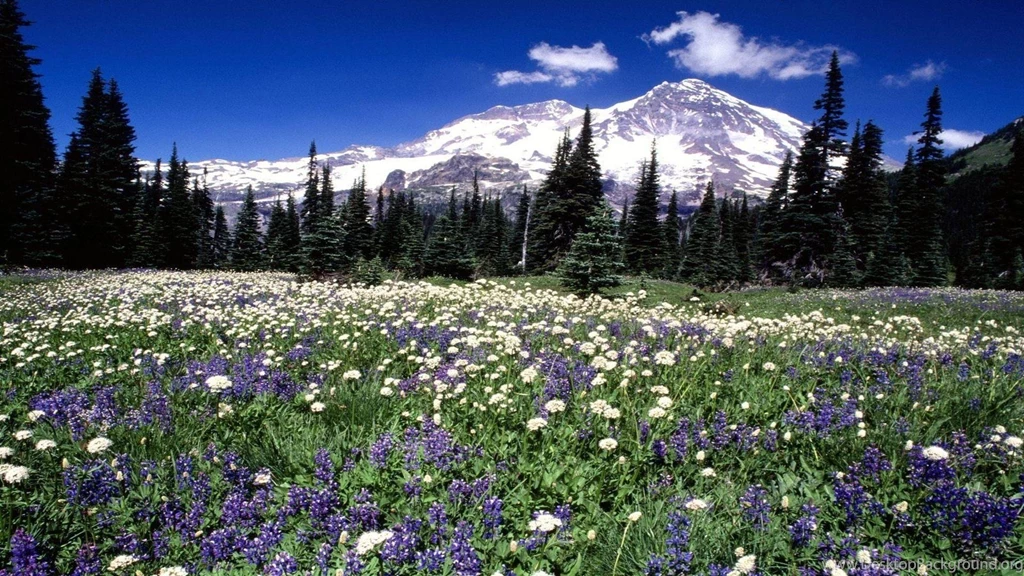 Seasonal Beauty Mountain Rainier Washington Free Desktop ...