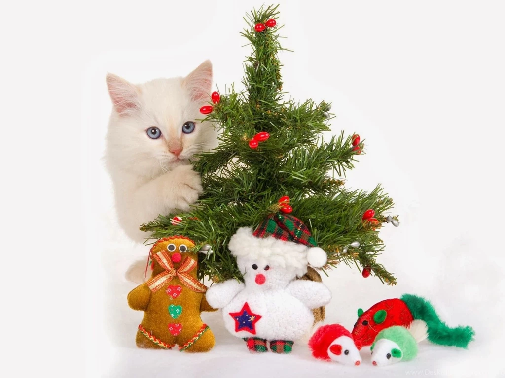 Cat Christmas Gift Wallpapers Beautiful Desktop Wallpapers 2014