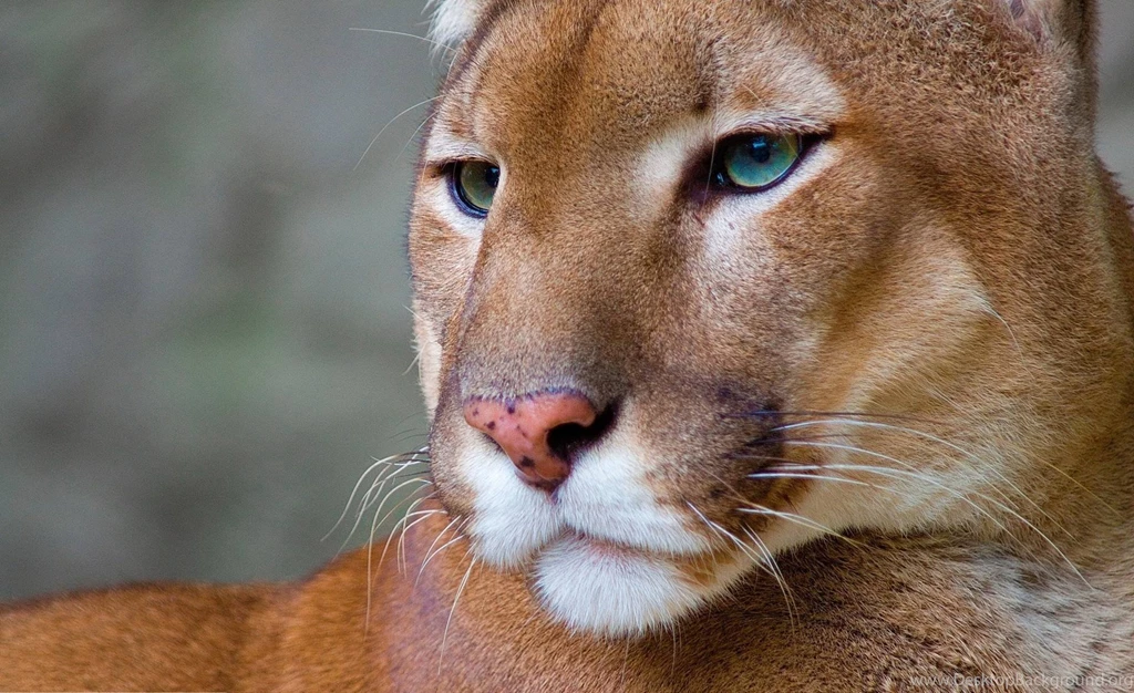 Puma clearance original animal