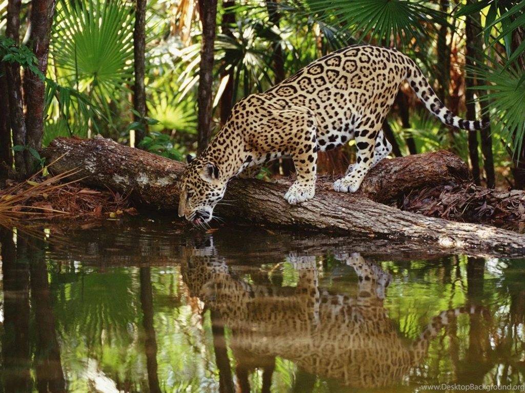 Jaguar Animal Desktop Wallpapers   , New Wallpapers, New Wallpapers