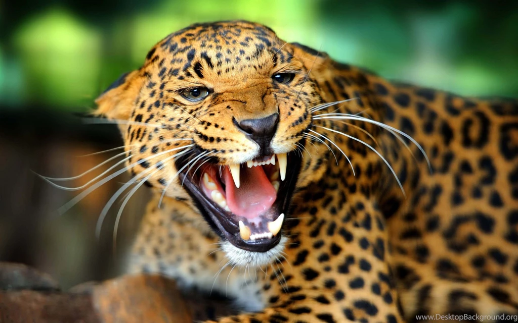 Leopard Wild Cat Animal Desktop Wallpapers   DreamLoveWallpapers
