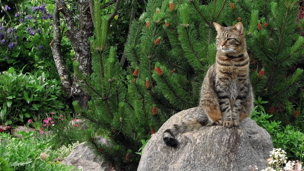 Wild Cat HD Wallpapers