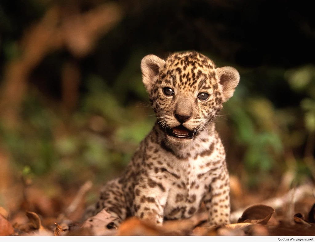 Animal baby high definition wallpapers free download cool desktop background images 1.jpg