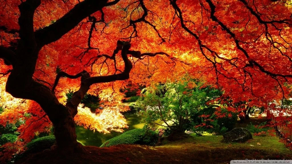 Beautiful Autumn HD Desktop Wallpapers : Mobile : Dual Monitor