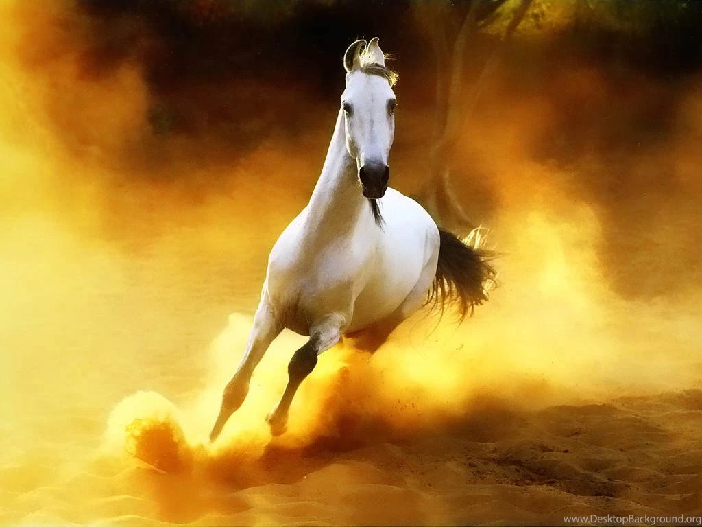 Horse 3d Beautiful White Horse Wallpapers – Wallpapers
