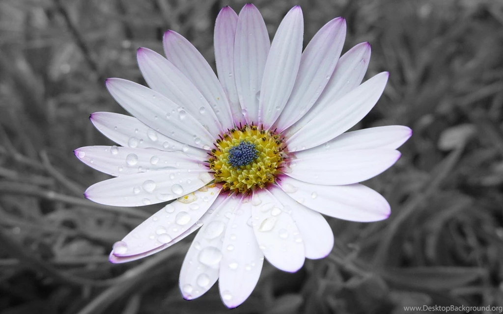 Gorgeous Flower Wallpapers