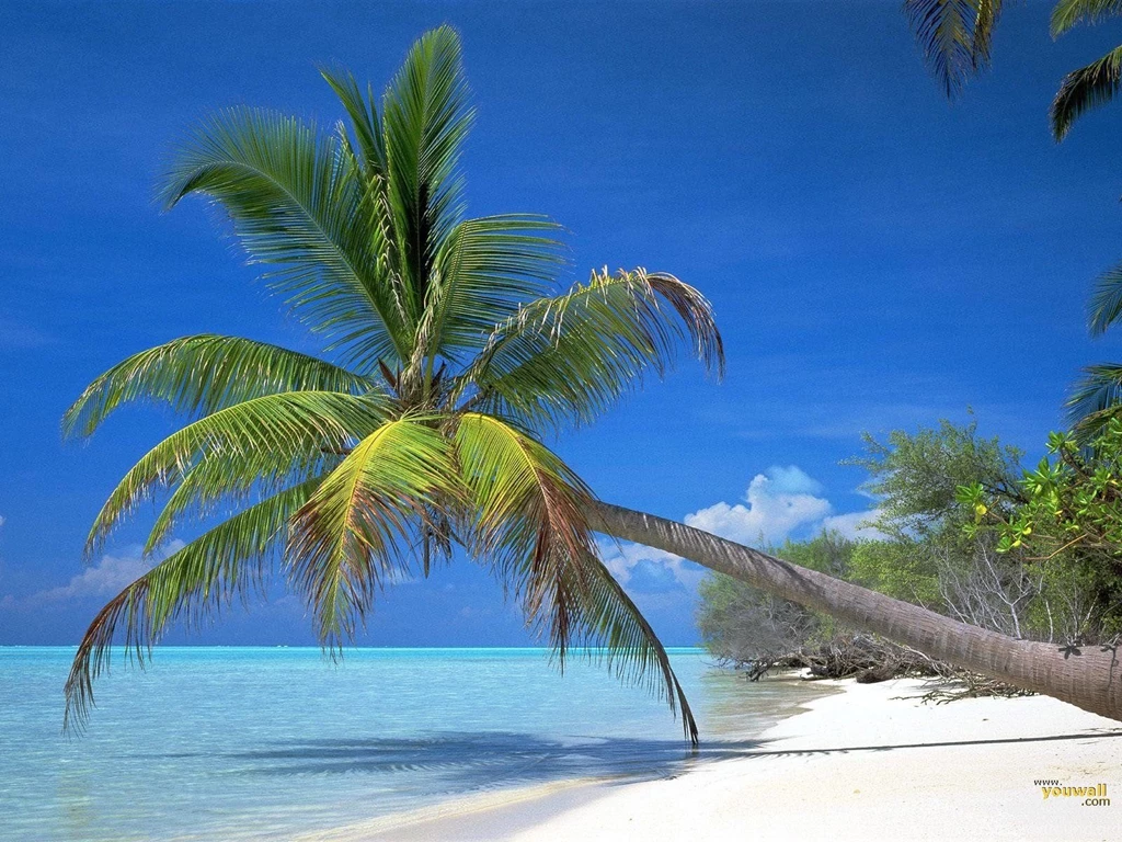 YouWall   Tropical Beach Wallpapers   Wallpaper,wallpapers,free ...