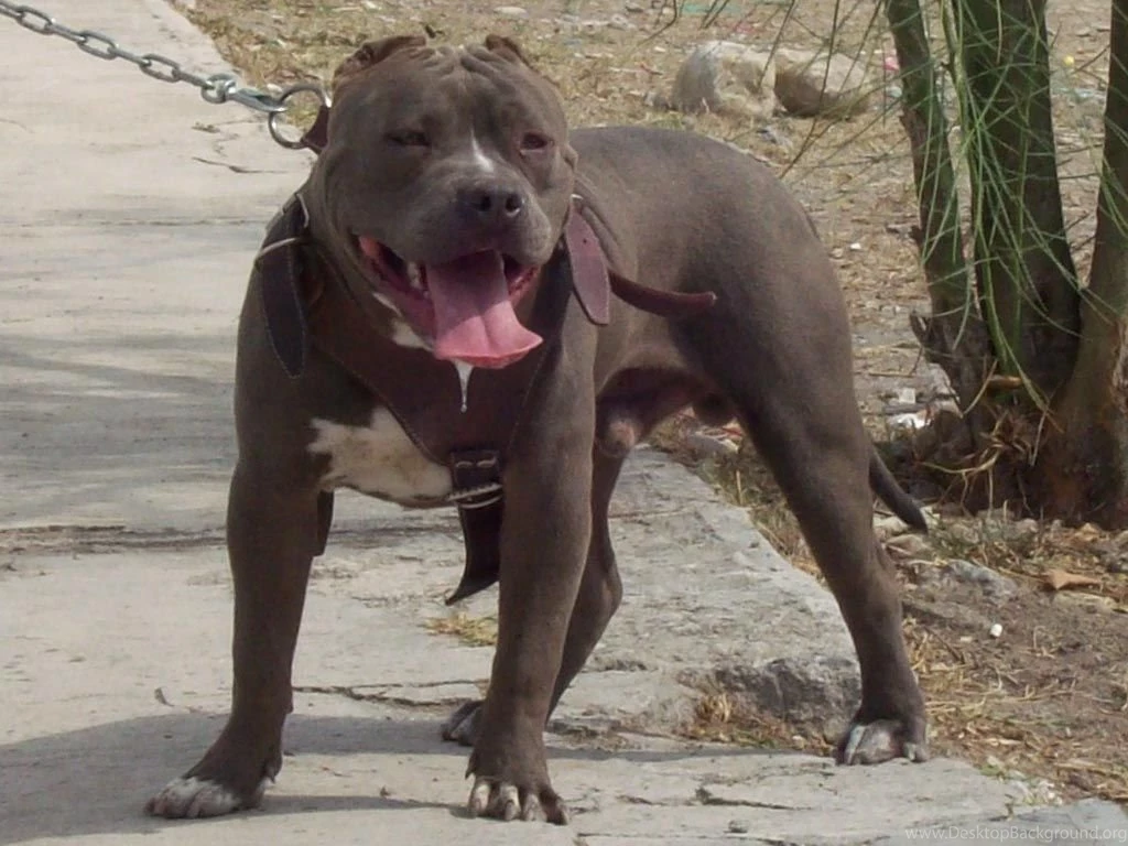 American Pitbull Dogs Wallpapers