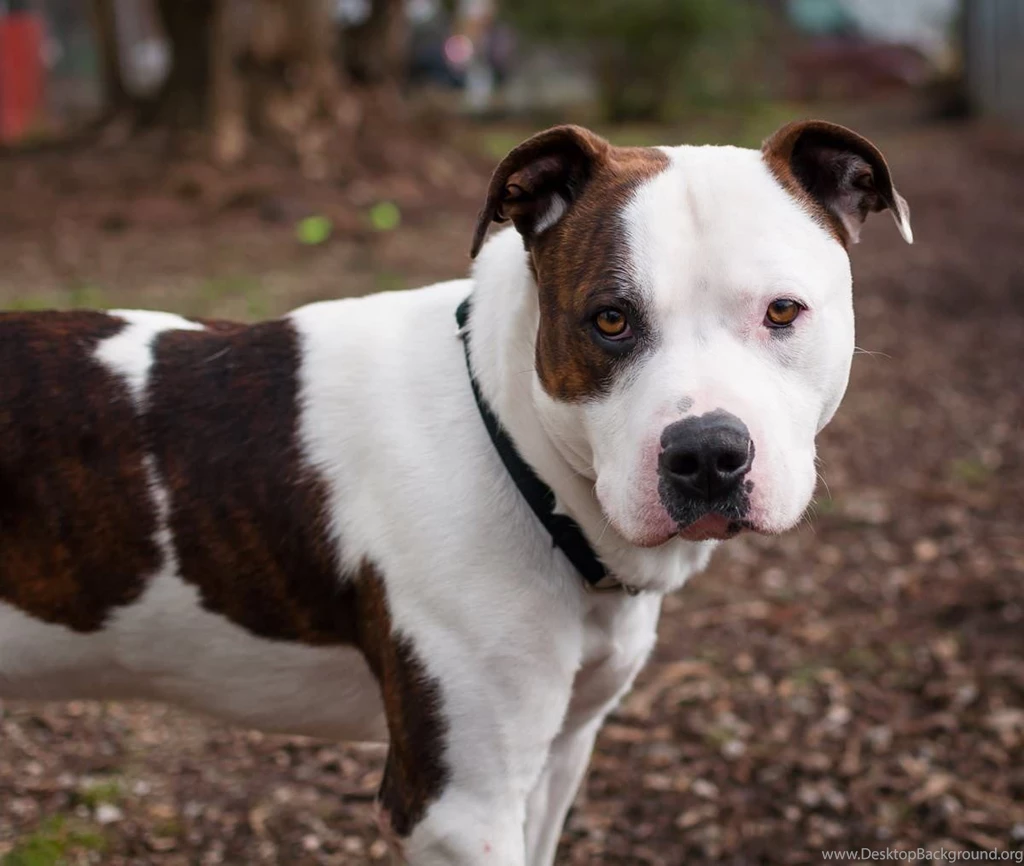 Pitbull Dog New Wallpapers