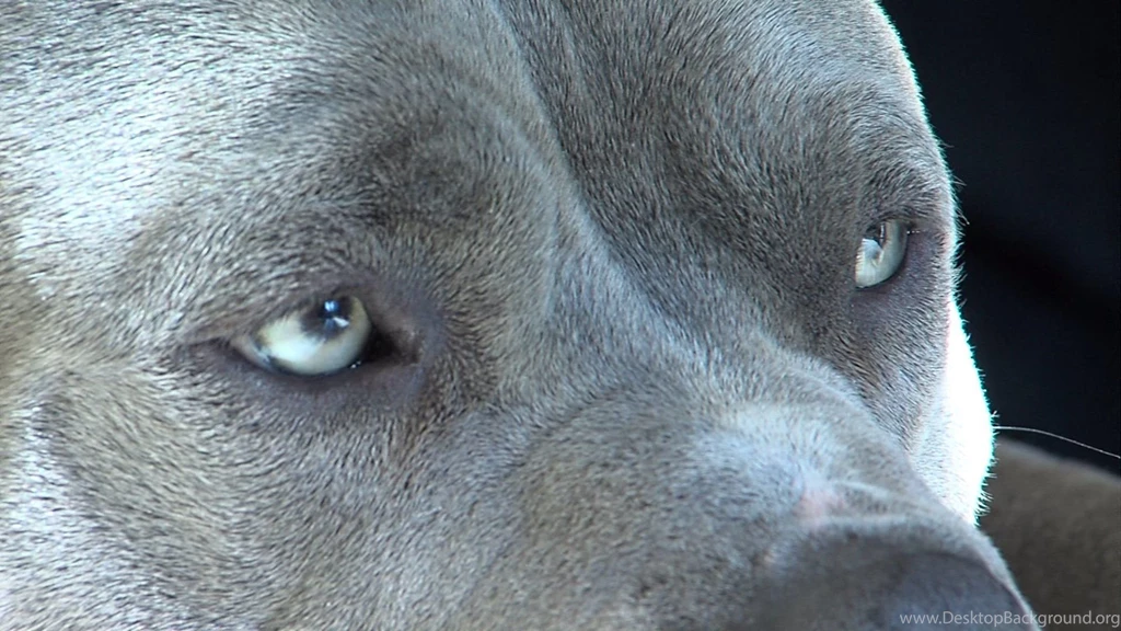 Pitbull Dog Eyes Wallpapers And Images Wallpapers, Pictures, Photos