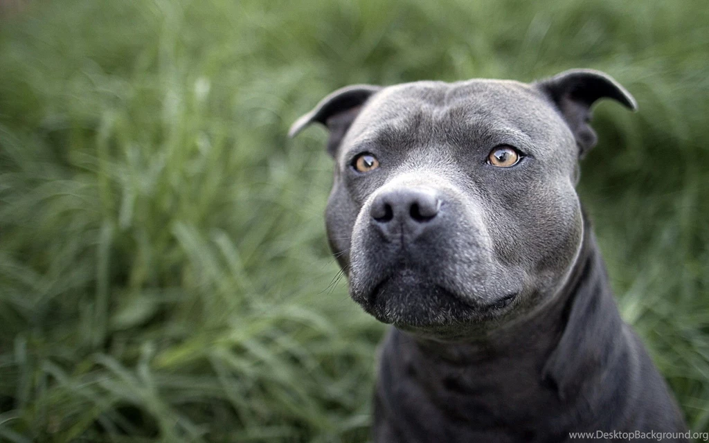 12 HD Pitbull Dog Wallpapers   HDWallSource.com