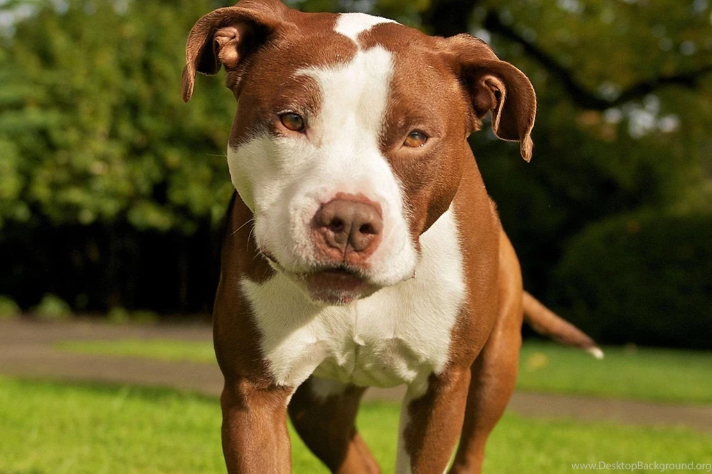 Pitbull Pack 5 Dog Wallpapers   Android Apps And Tests   AndroidPIT