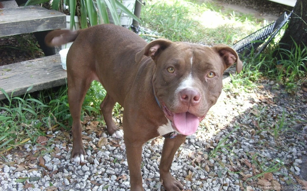 Brown, Pitbull, Dog, Wallpapers, For, Desktop, Full, Free, Pets ...