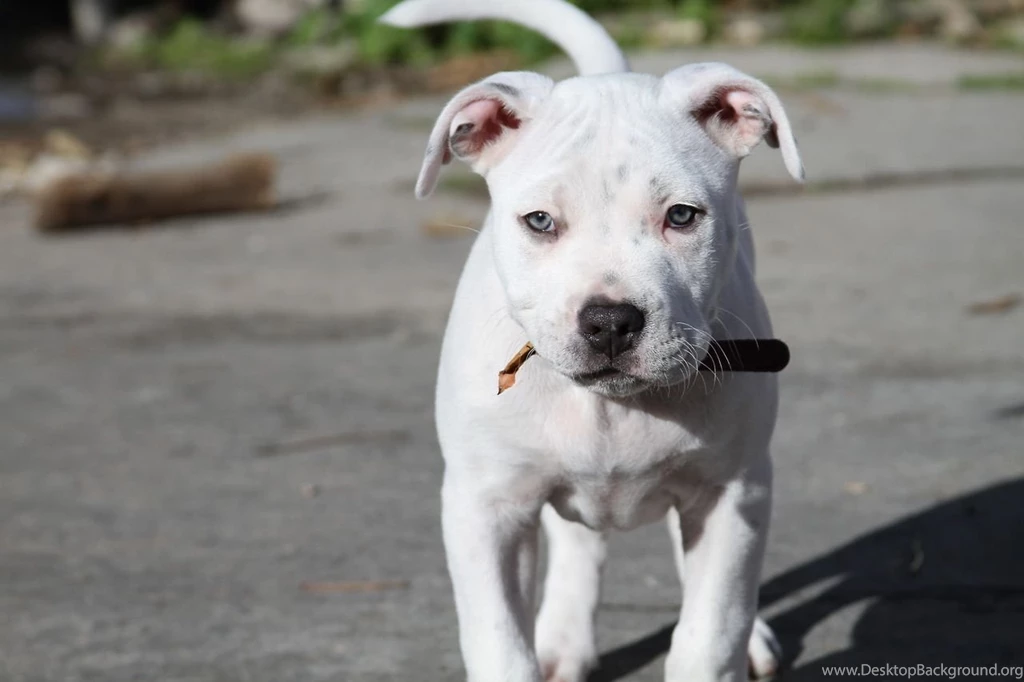 Pitbull Dog Puppy Wallpapers   , New Wallpapers, New Wallpapers