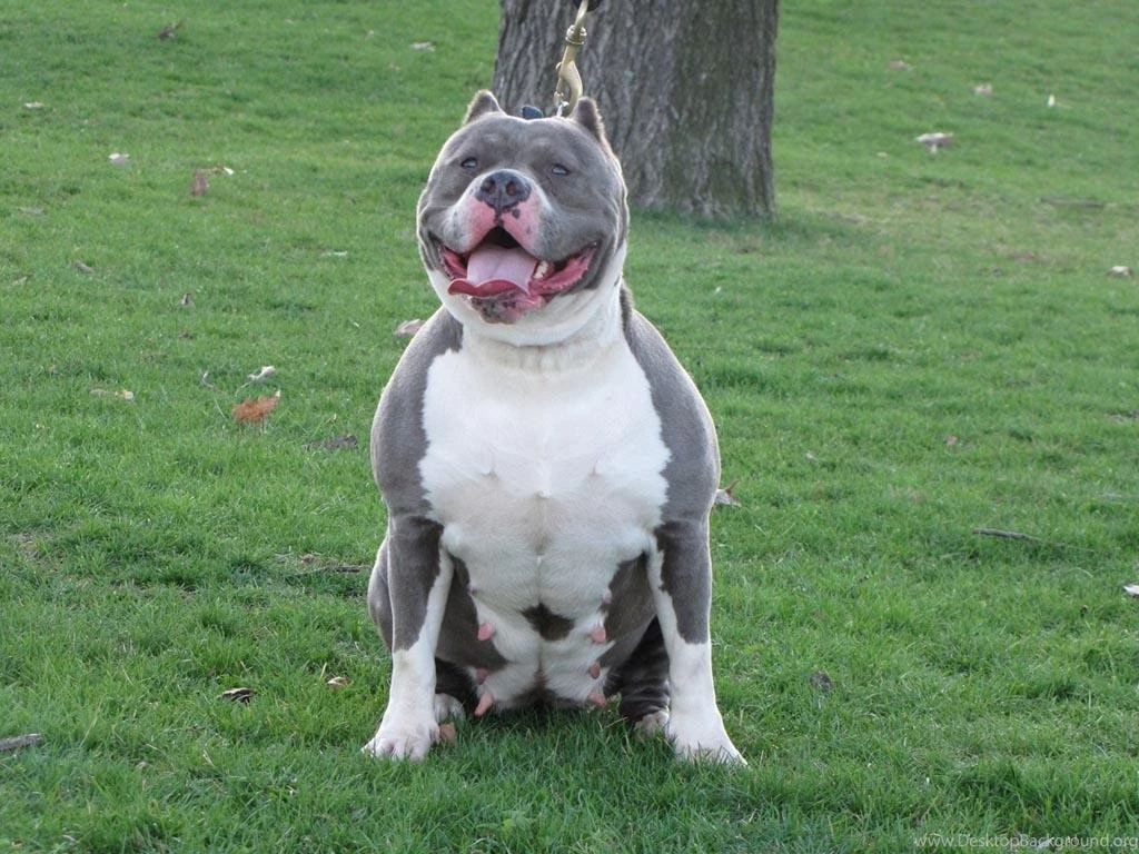 Pitbull Dog Wallpapers Hd My Wallz Wallpapers Free To Download