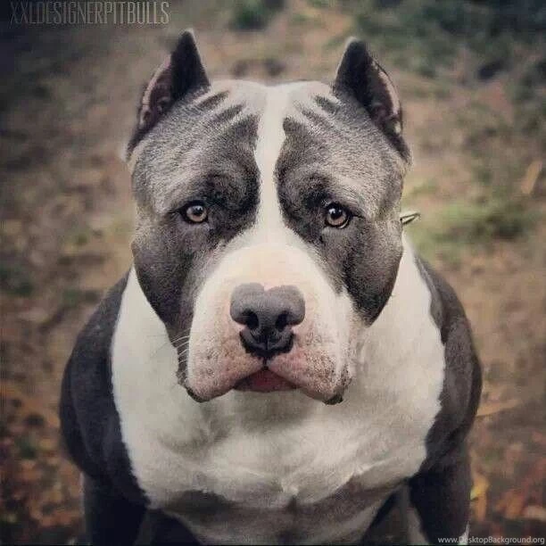 Wallpapers Pitbull Dog