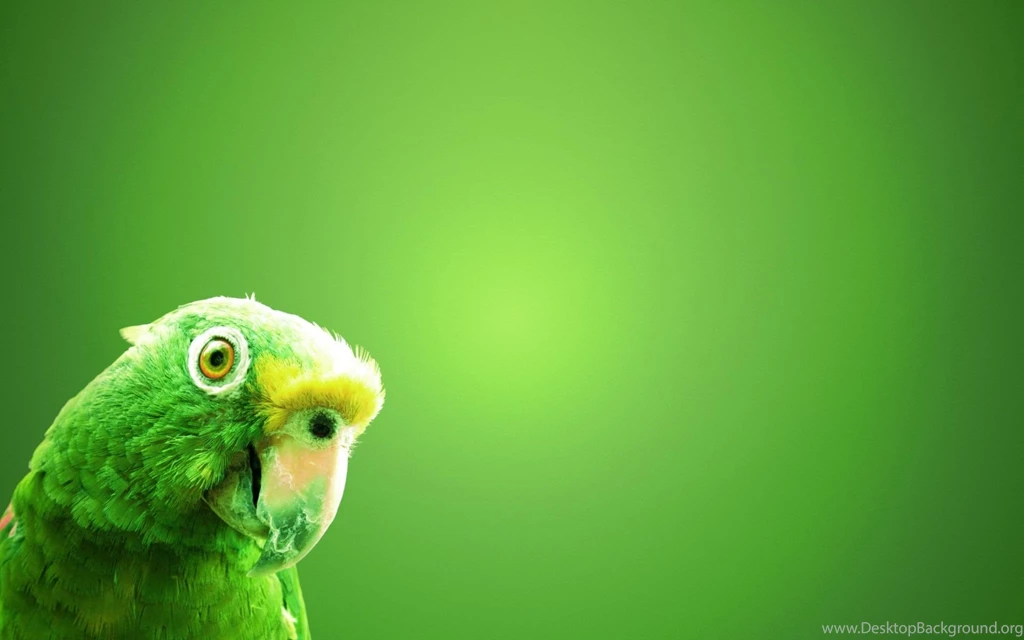 Beautiful New Green Parrot HD Desktop Backgrounds Photo