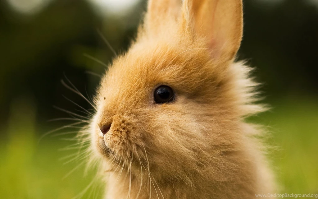 Cute Baby Rabbits Desktop HD Wallpapers Attachment 9860   Amazing ...