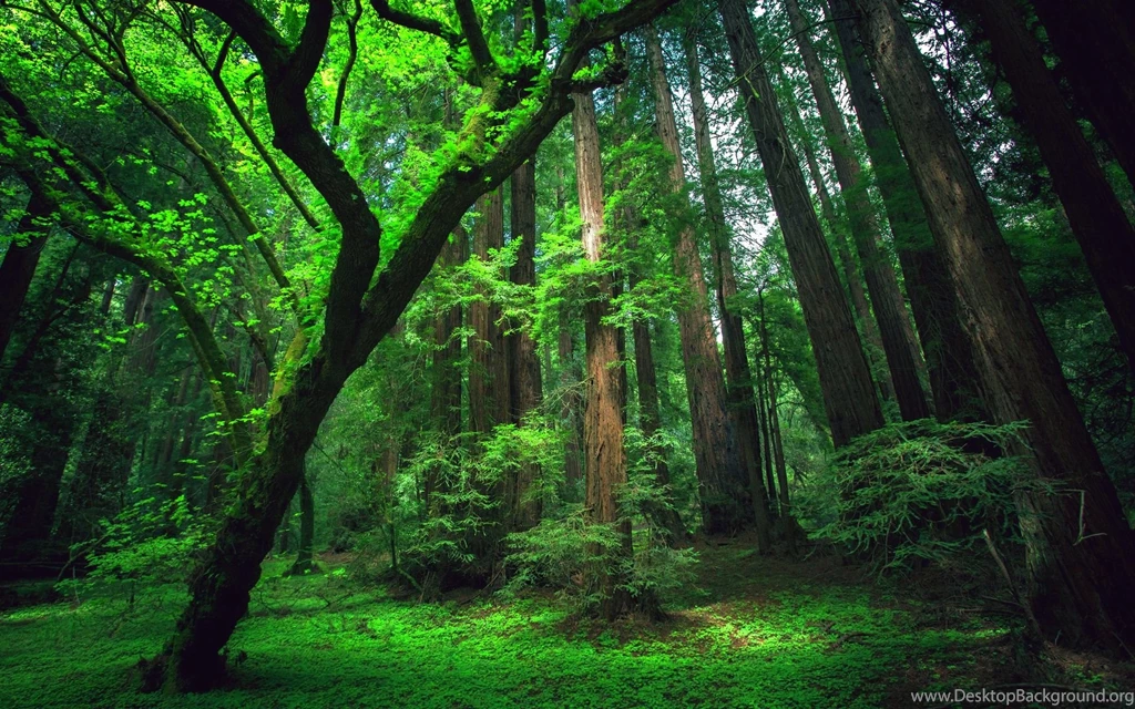 Amazon rainforest green wallpapers.jpg