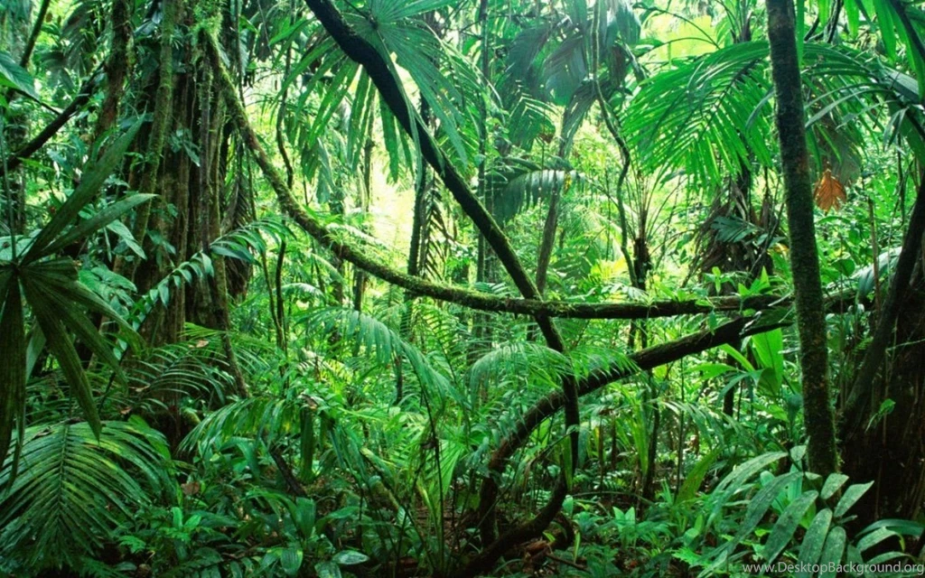 Amazon Forest 1280x800 Wallpapers,Amazon Forest 1280x800 ...