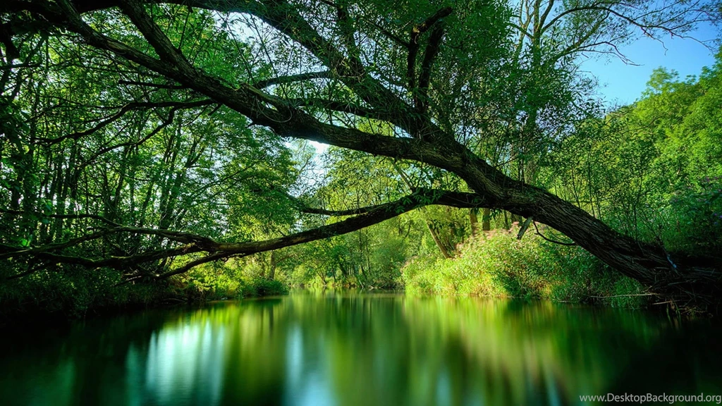 Rainforest Animals   Wallpaper.