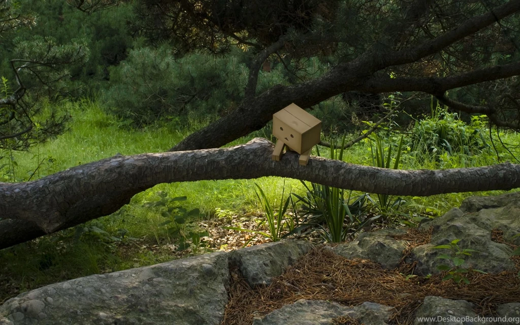 Danbo Branch Amazon Wallpapers