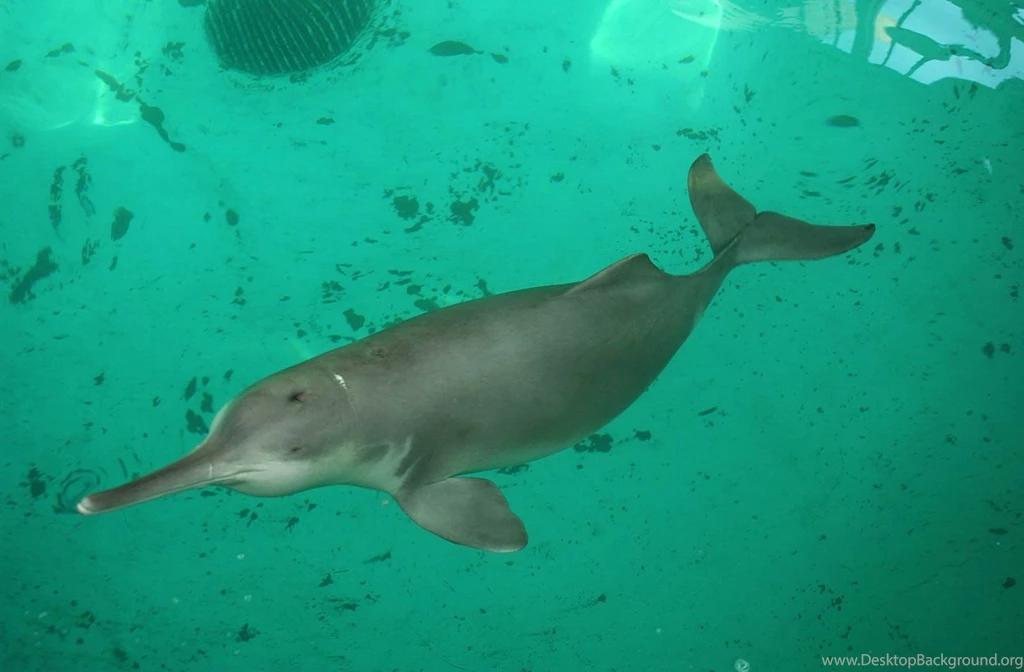 Amazon River Dolphin Desktop And Mobile Wallpapers Animals Town