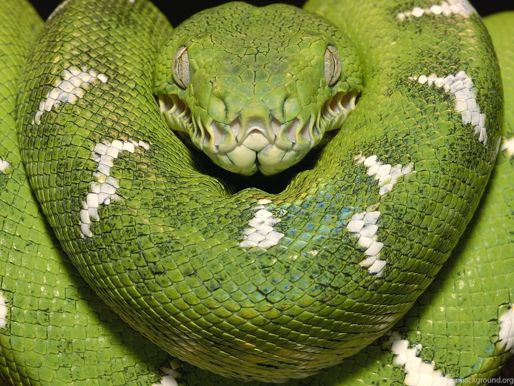 Emerald Tree Boa Amazon Equador Wallpapers