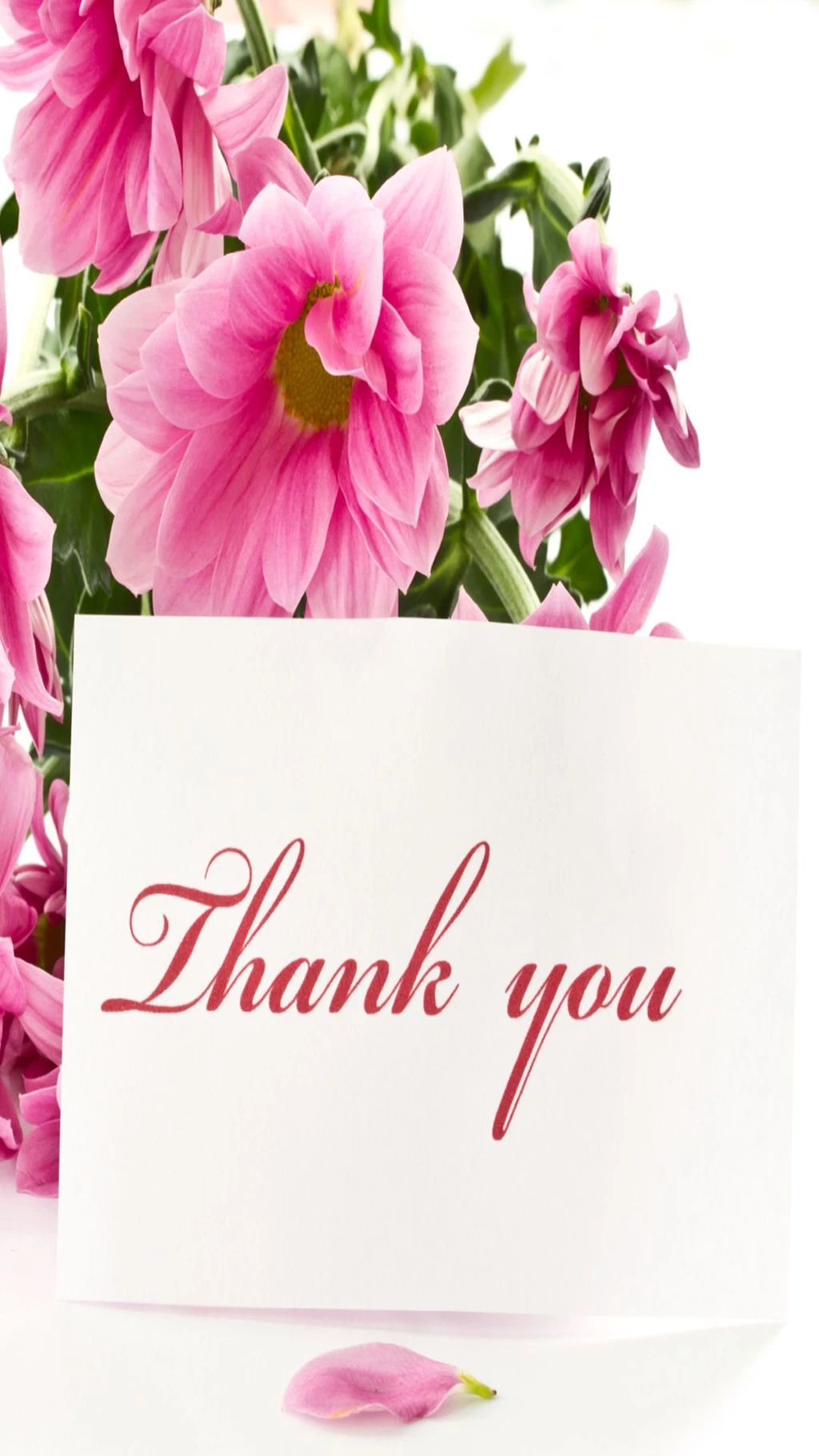 Thank You With Pink Flowers Iphone 6 Full Hd Latest Wallpapers ...
