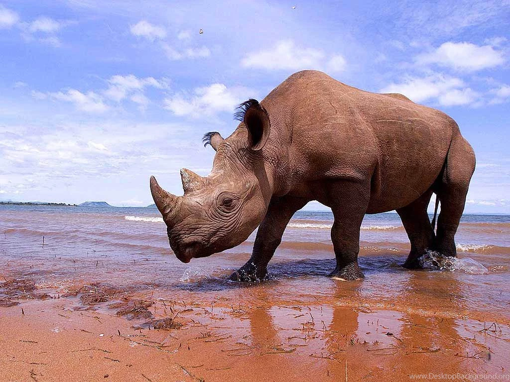 Rhinoceros Wallpapers Animals Town